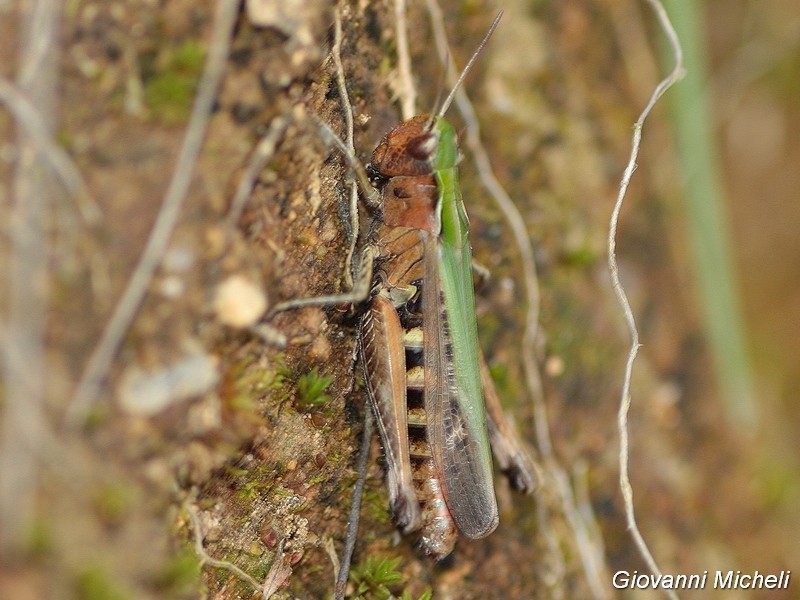 Omocestus (Omocestus) cfr. rufipes rufipes